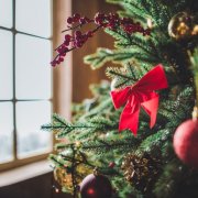 How to choose a Christmas tree for the New Year