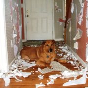 How to wean a dog nibble wallpaper: do it right