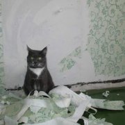 How to wean a cat to tear wallpaper: do it right