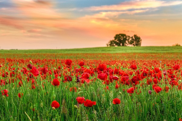 Endless poppy field