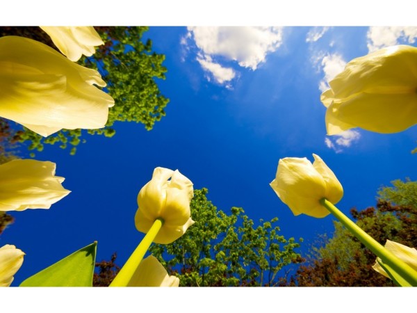 An interesting perspective of tulips against a clear blue sky