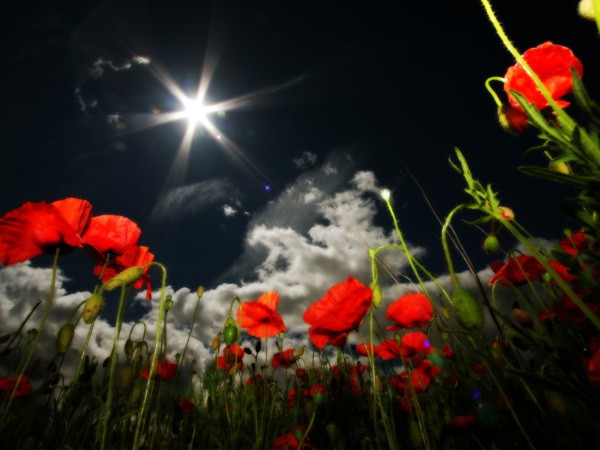 Poppies on the background of the night sky