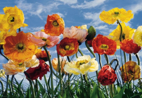 Multi-colored poppies against the sky