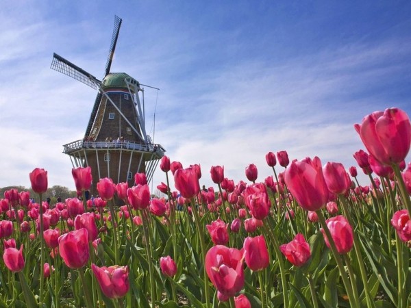 Tulips and mill - two main symbols of Holland