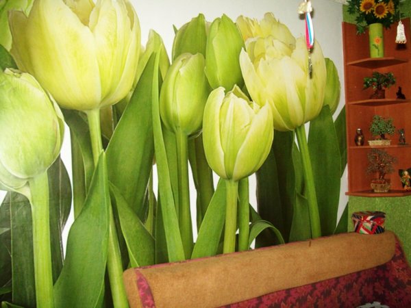 Green and white flowers at an early stage of flowering