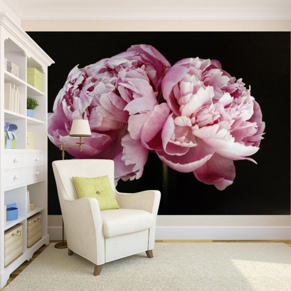 Scarlet peonies on a black background