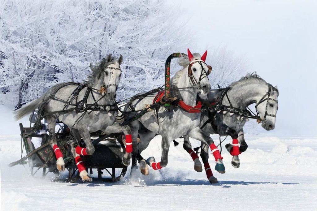 Three horses pulled in a sled