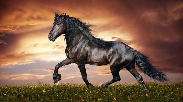 Graceful horse in the meadow