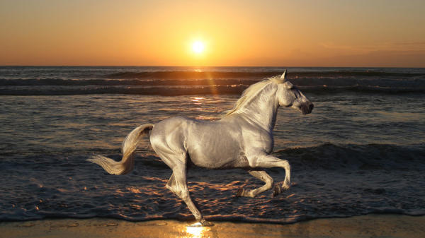 Horse against the backdrop of the sea and the setting sun