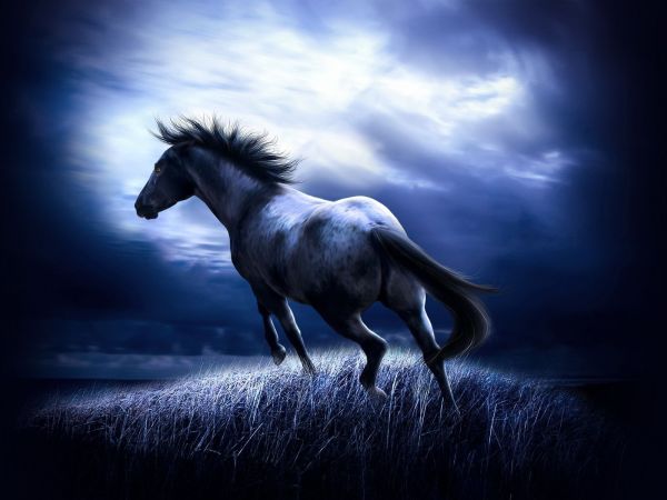 A horse against the night sky - the perfect setting for the bedroom