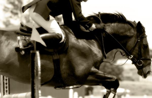 Jockey on a horse in black and white colors