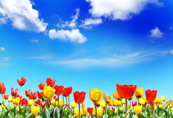 The close tulips make us feel like we are admiring the sky, lying in flowers