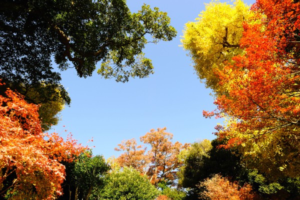 Crowns of trees shimmering with all the colors of the rainbow