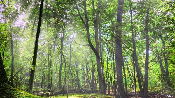 Forest in summer