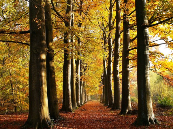 The indescribable romanticism of the autumn forest