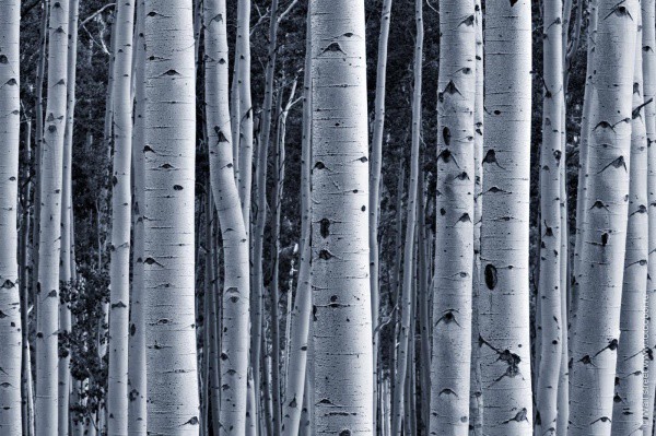 Impenetrable birch grove