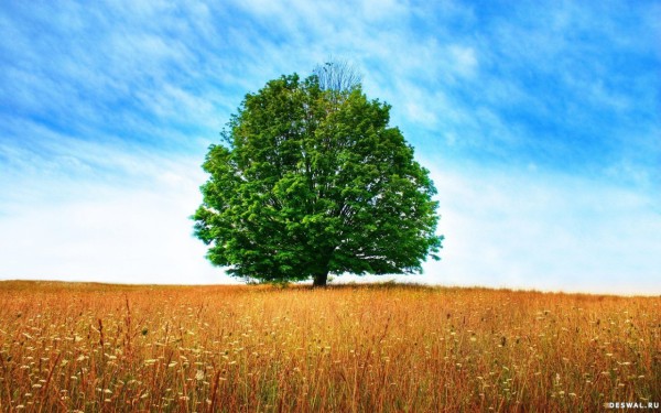 Lonely tree in the middle of a boundless field