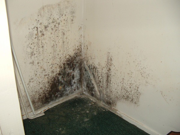 We see the consequences of poor-quality drywall installation, if you do not process and protect the walls during the lining, then sooner or later you will encounter mold