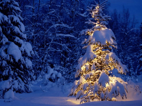 Even a Christmas tree in the middle of the forest, decorated with a garland, will add mood.