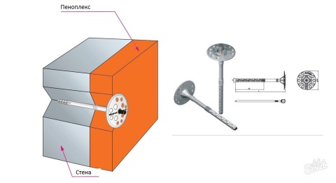 The scheme for attaching penoplex fungus