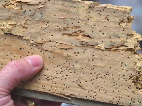 Bark beetle tracks