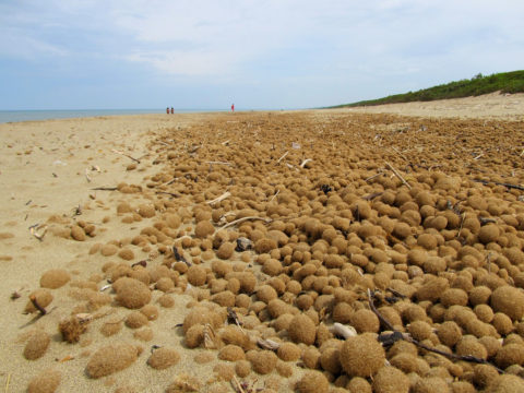 Balls of Neptune are washed ashore in huge quantities